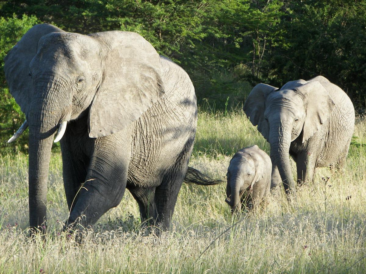 Lalibela Game Reserve Mark'S Camp Grahamstown Luaran gambar