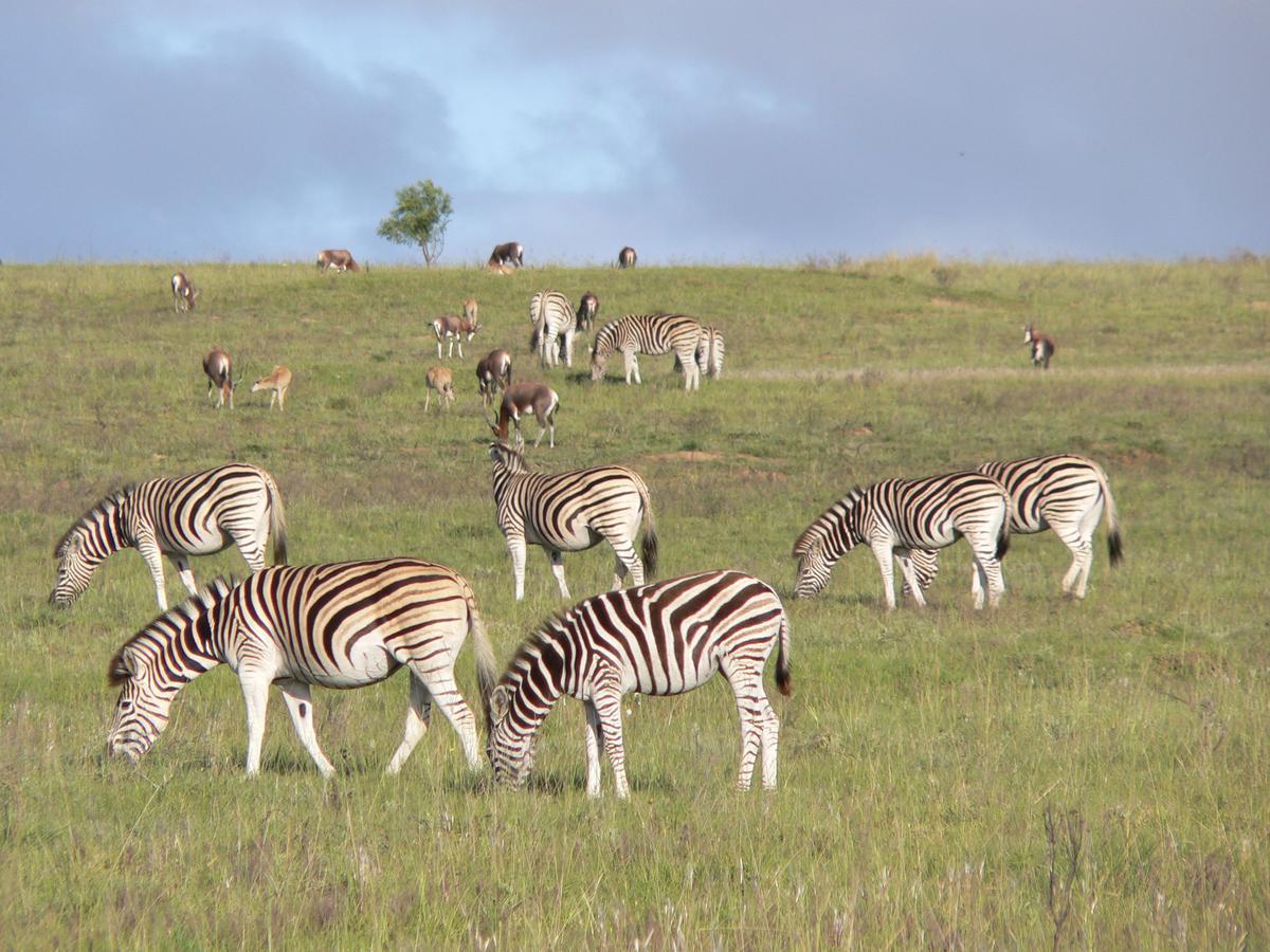 Lalibela Game Reserve Mark'S Camp Grahamstown Luaran gambar