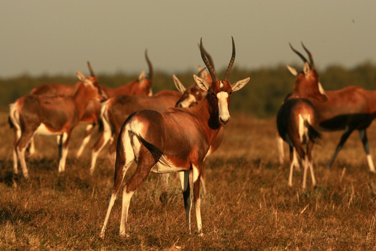 Lalibela Game Reserve Mark'S Camp Grahamstown Luaran gambar