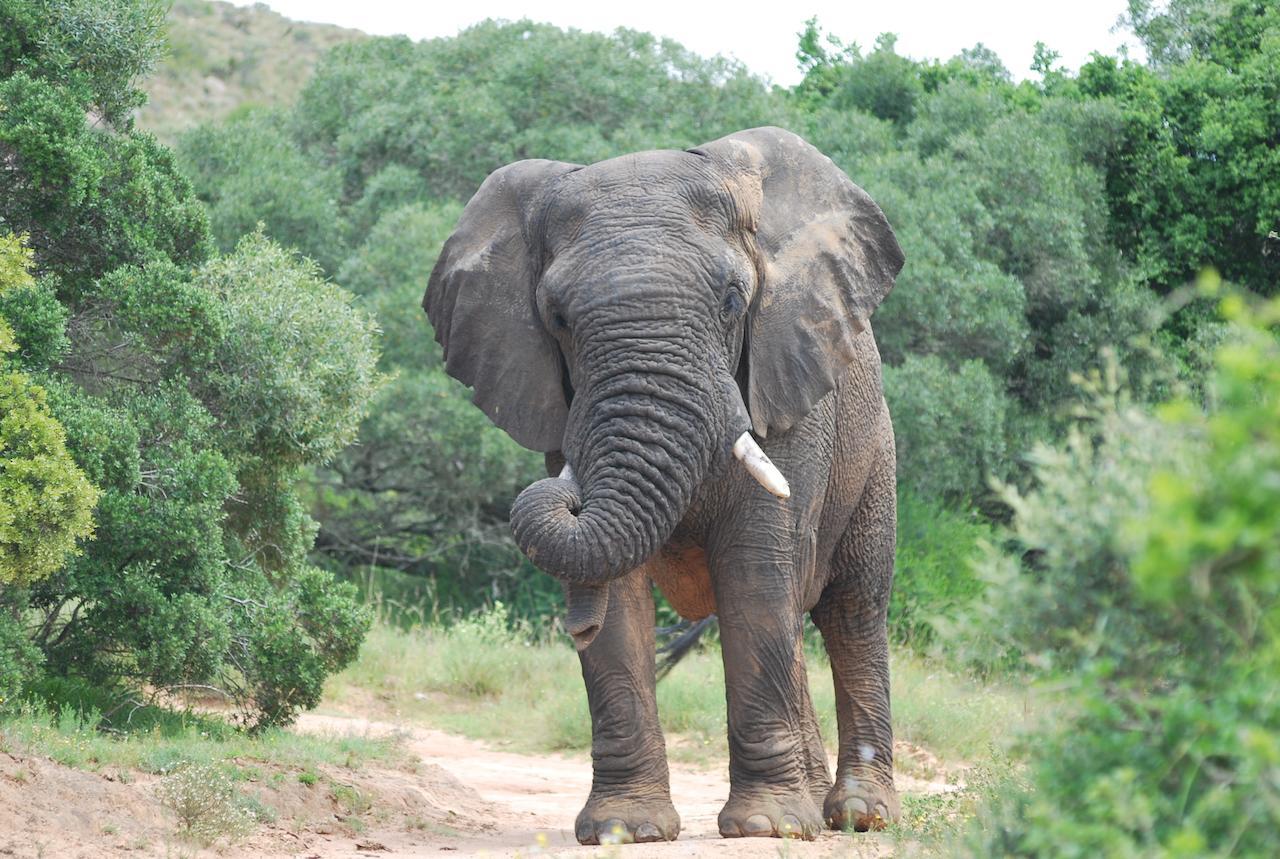 Lalibela Game Reserve Mark'S Camp Grahamstown Luaran gambar