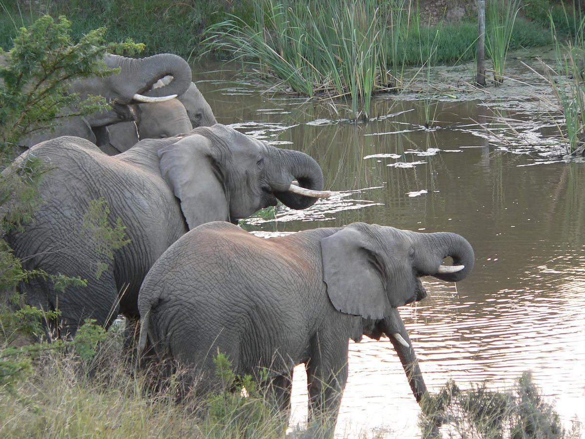 Lalibela Game Reserve Mark'S Camp Grahamstown Luaran gambar