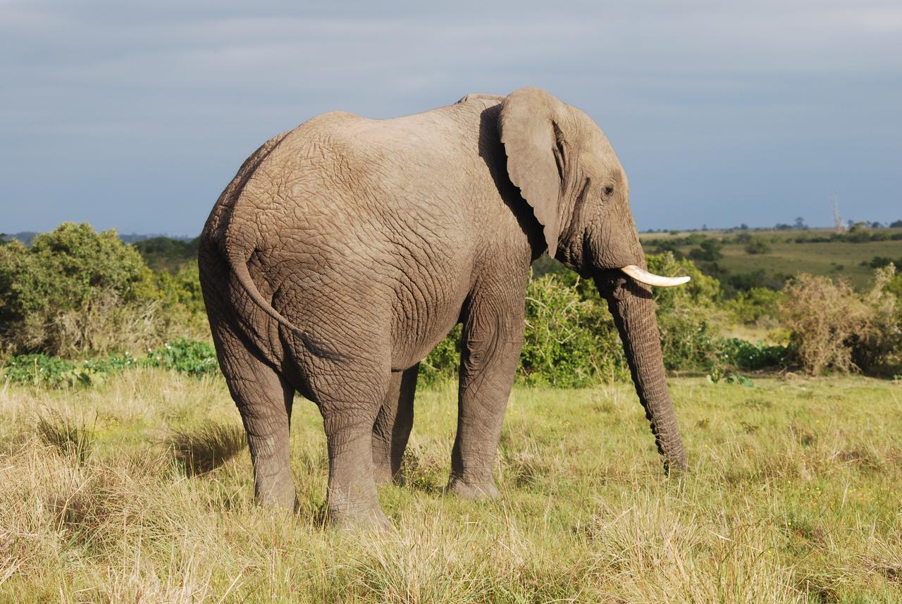 Lalibela Game Reserve Mark'S Camp Grahamstown Luaran gambar