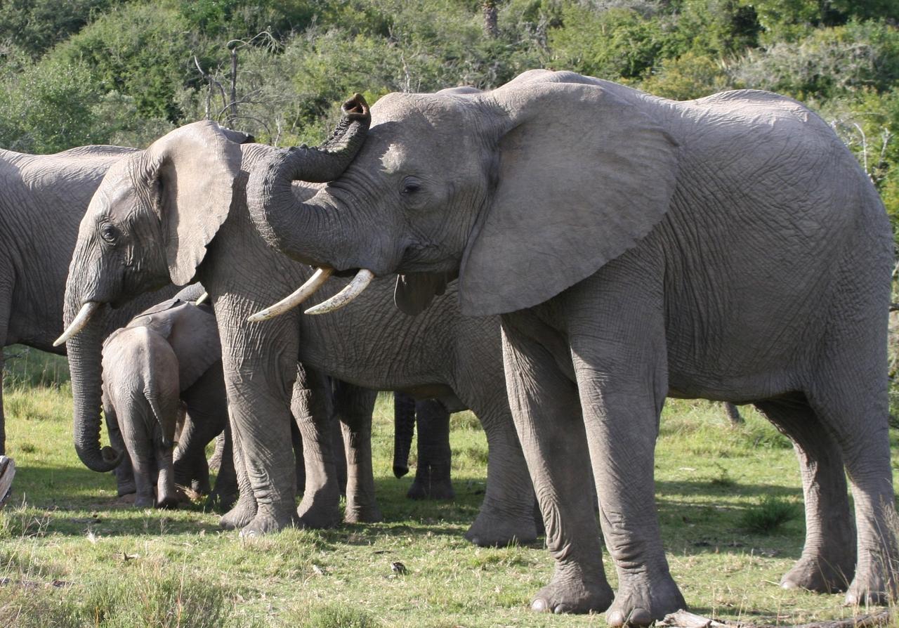 Lalibela Game Reserve Mark'S Camp Grahamstown Luaran gambar
