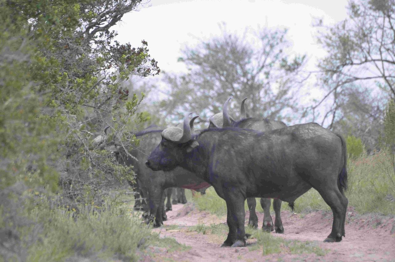 Lalibela Game Reserve Mark'S Camp Grahamstown Luaran gambar