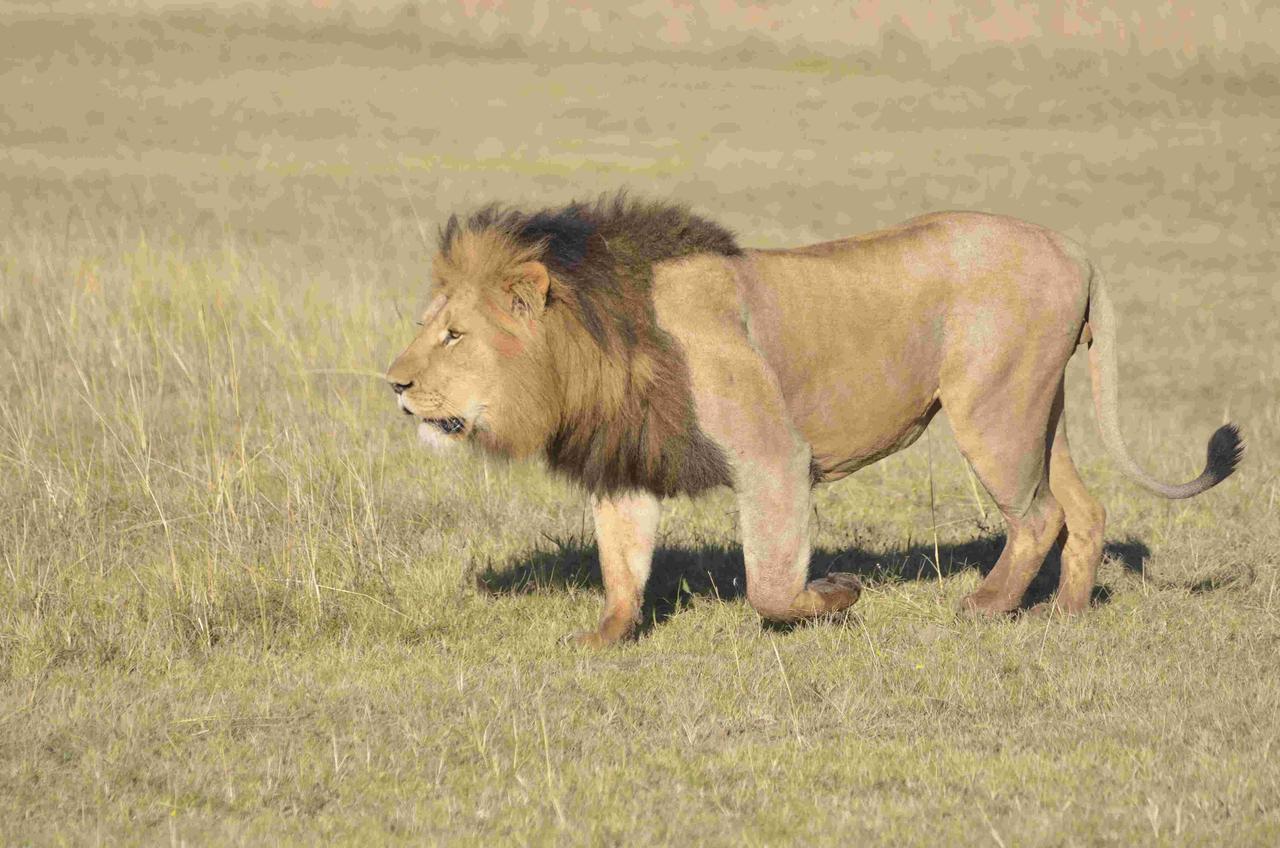 Lalibela Game Reserve Mark'S Camp Grahamstown Luaran gambar