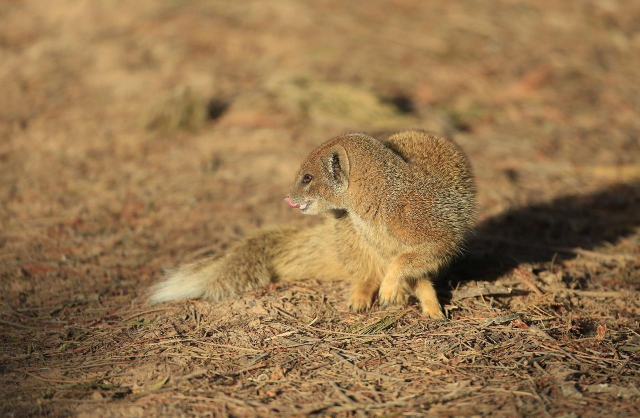 Lalibela Game Reserve Mark'S Camp Grahamstown Luaran gambar