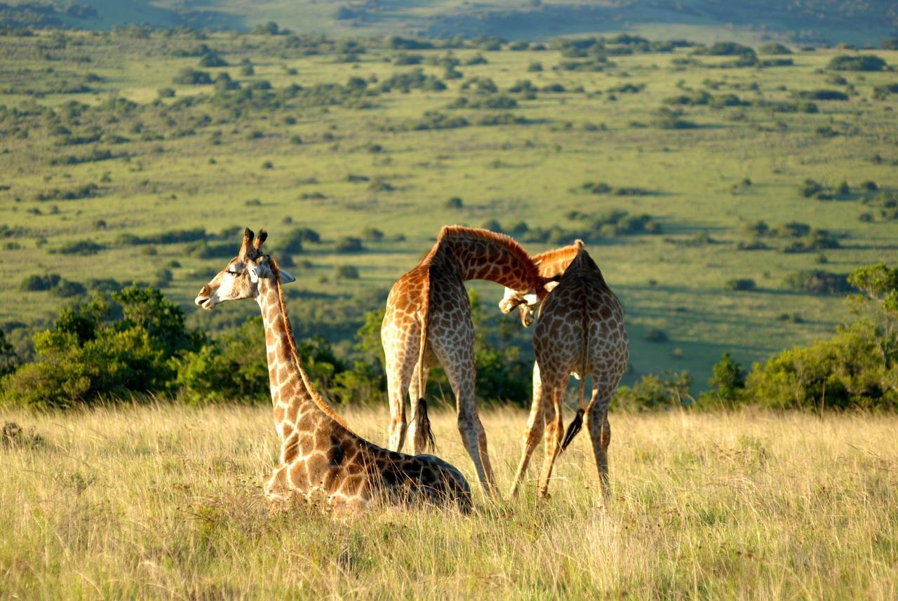 Lalibela Game Reserve Mark'S Camp Grahamstown Luaran gambar