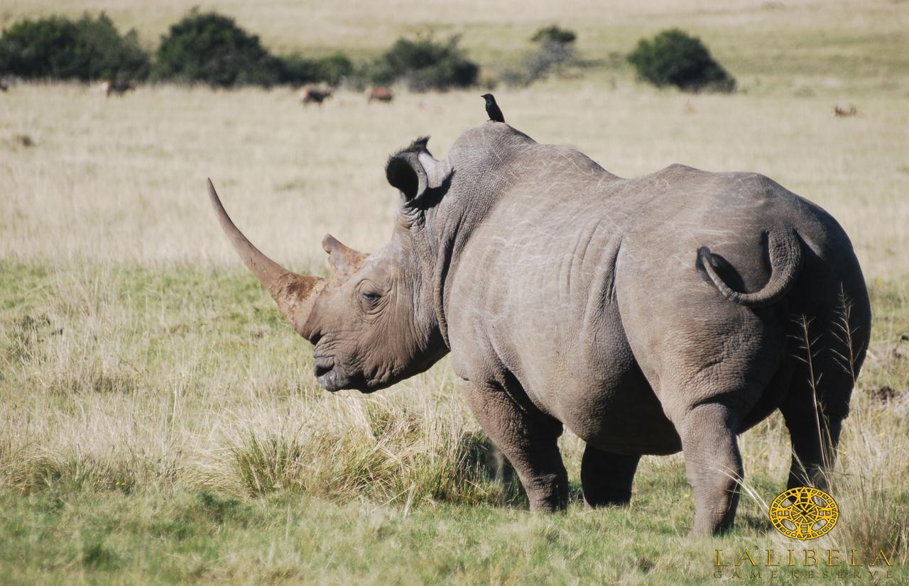 Lalibela Game Reserve Mark'S Camp Grahamstown Luaran gambar