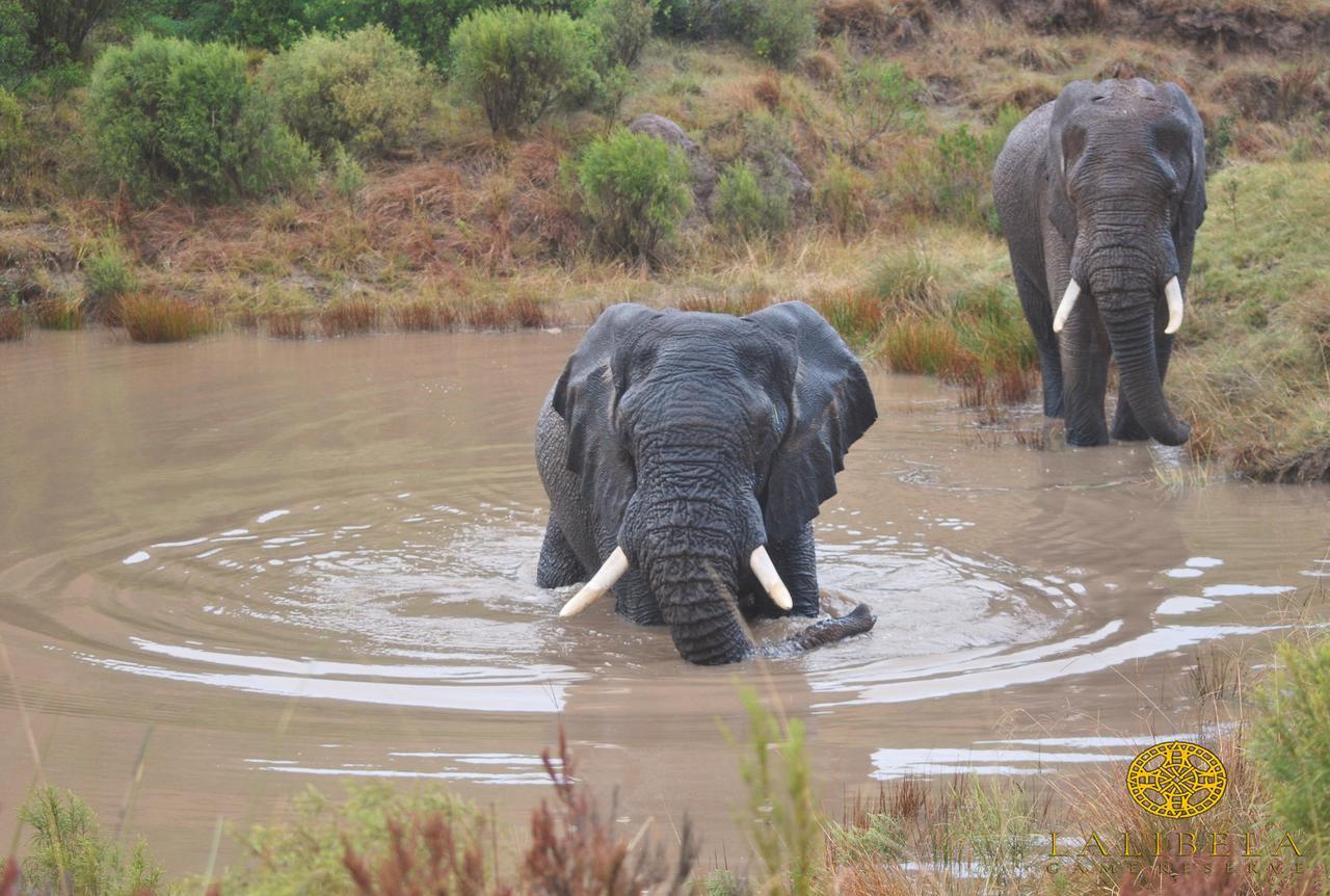 Lalibela Game Reserve Mark'S Camp Grahamstown Luaran gambar