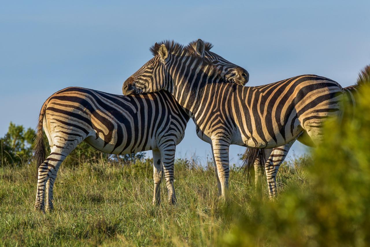 Lalibela Game Reserve Mark'S Camp Grahamstown Luaran gambar
