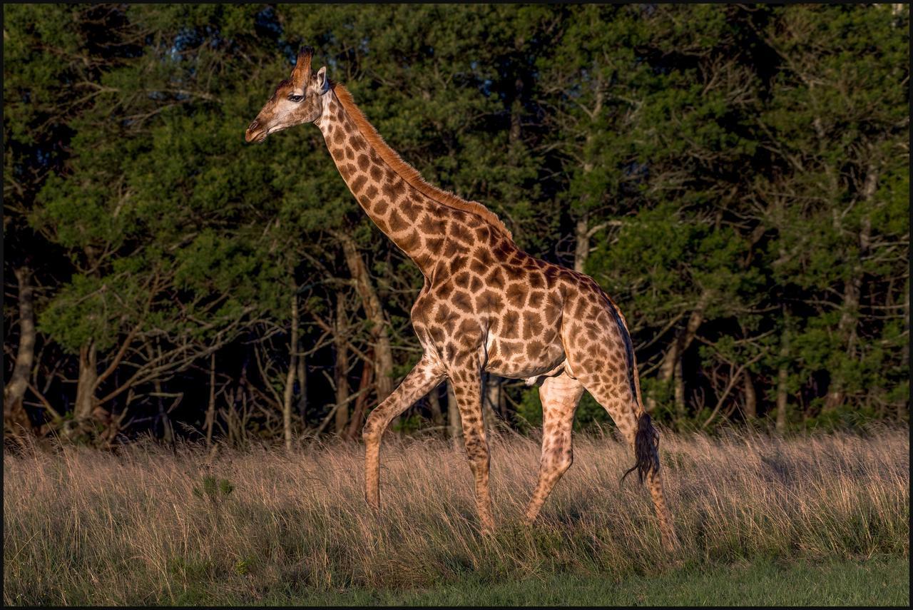 Lalibela Game Reserve Mark'S Camp Grahamstown Luaran gambar
