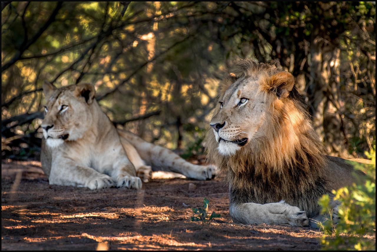 Lalibela Game Reserve Mark'S Camp Grahamstown Luaran gambar