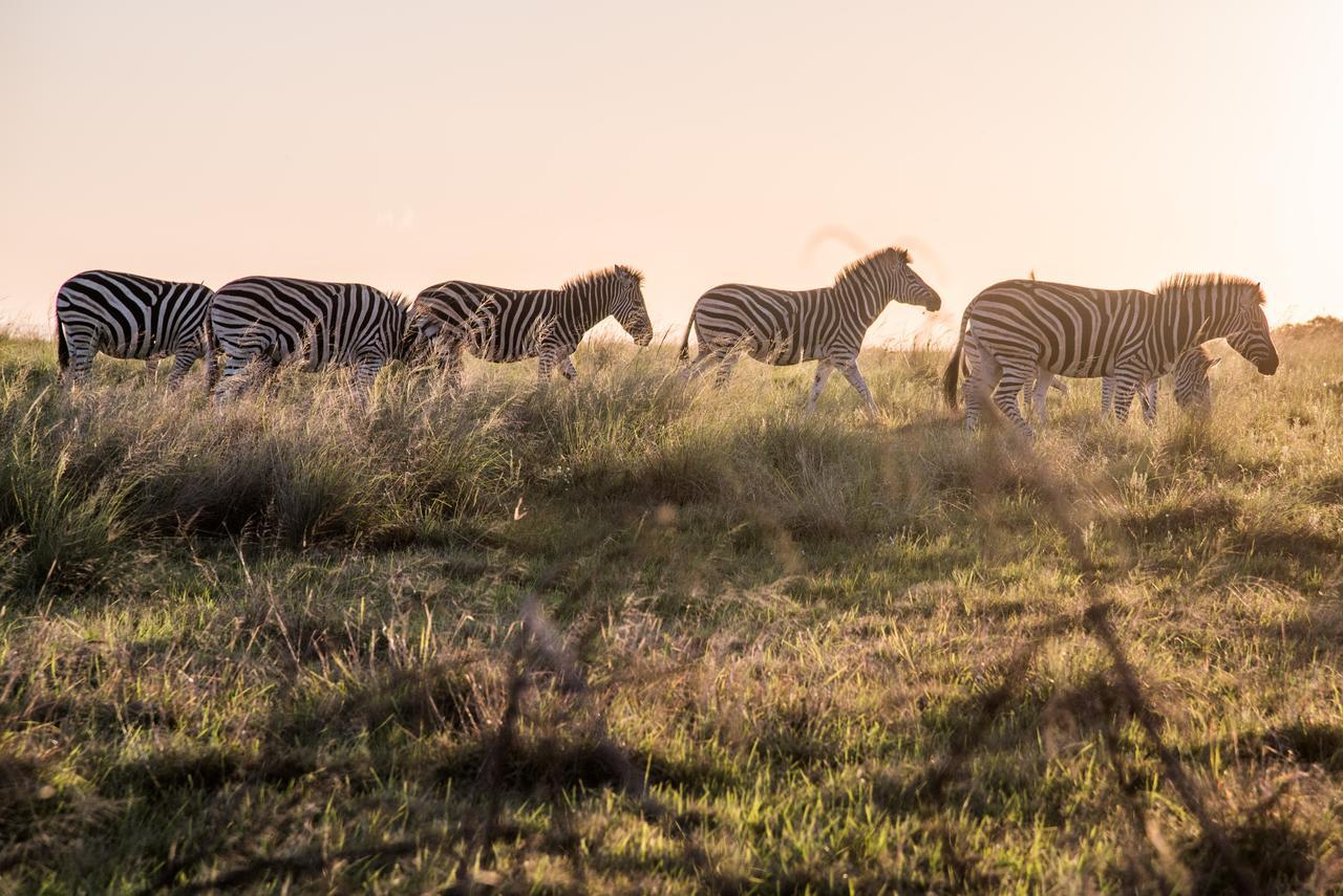 Lalibela Game Reserve Mark'S Camp Grahamstown Luaran gambar