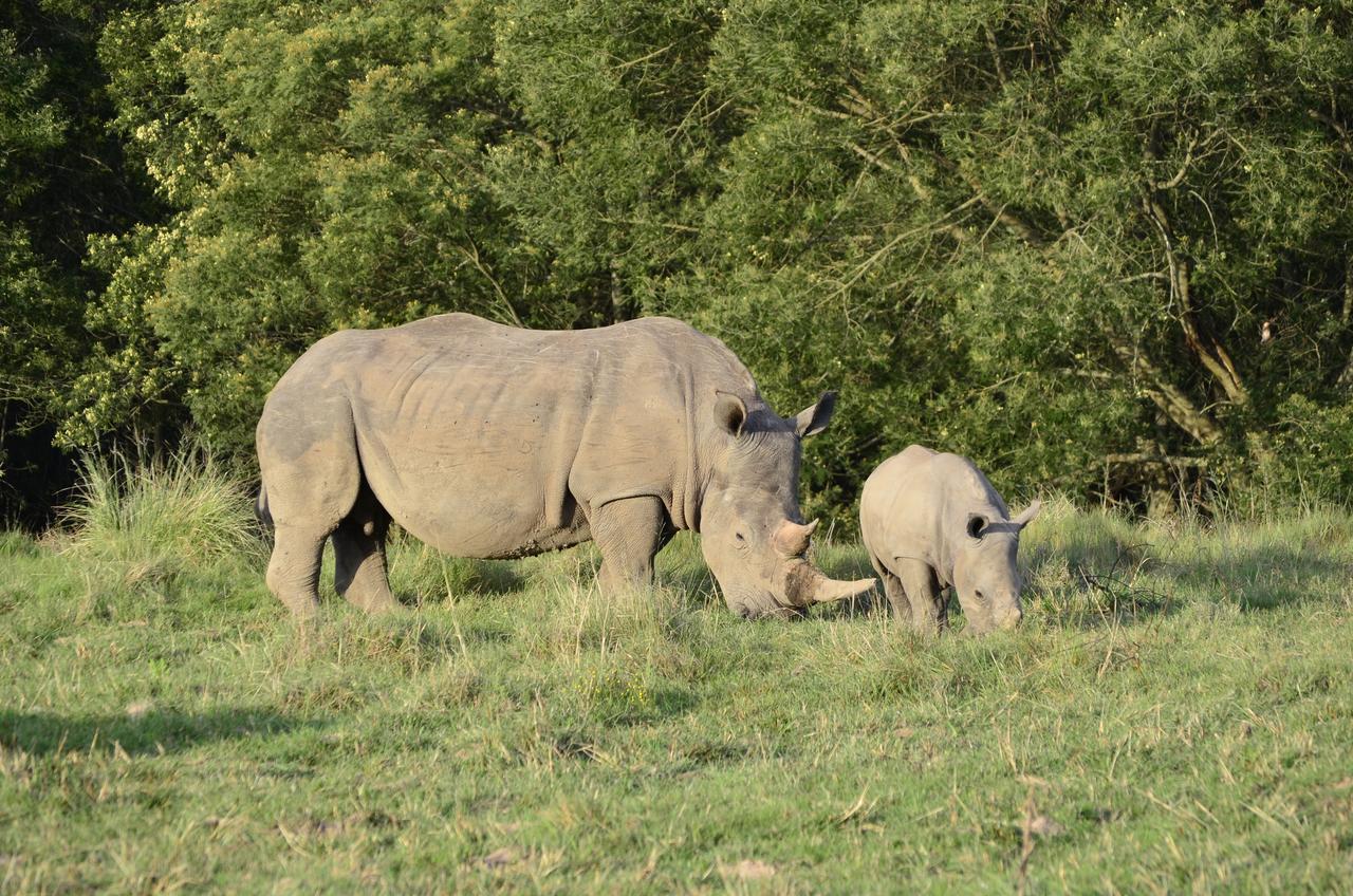 Lalibela Game Reserve Mark'S Camp Grahamstown Luaran gambar