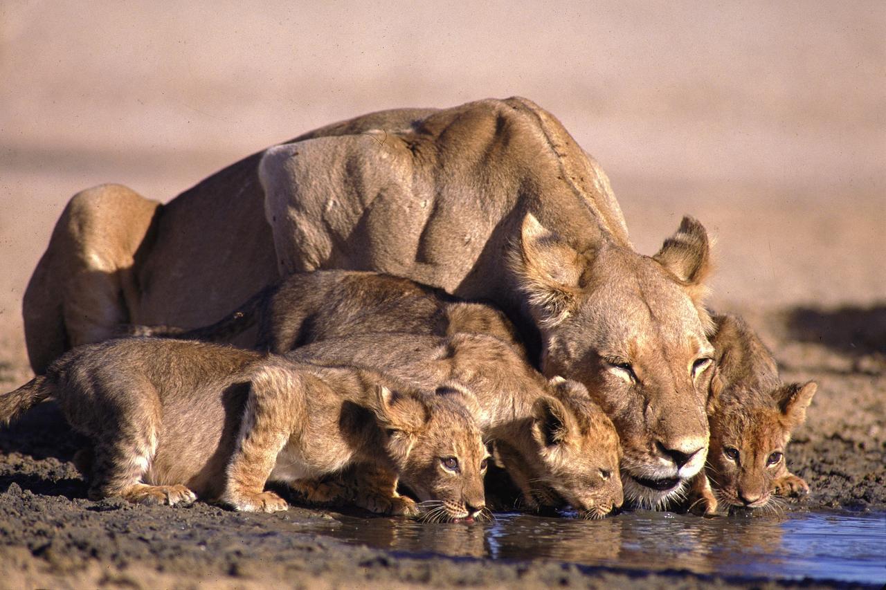 Lalibela Game Reserve Mark'S Camp Grahamstown Luaran gambar