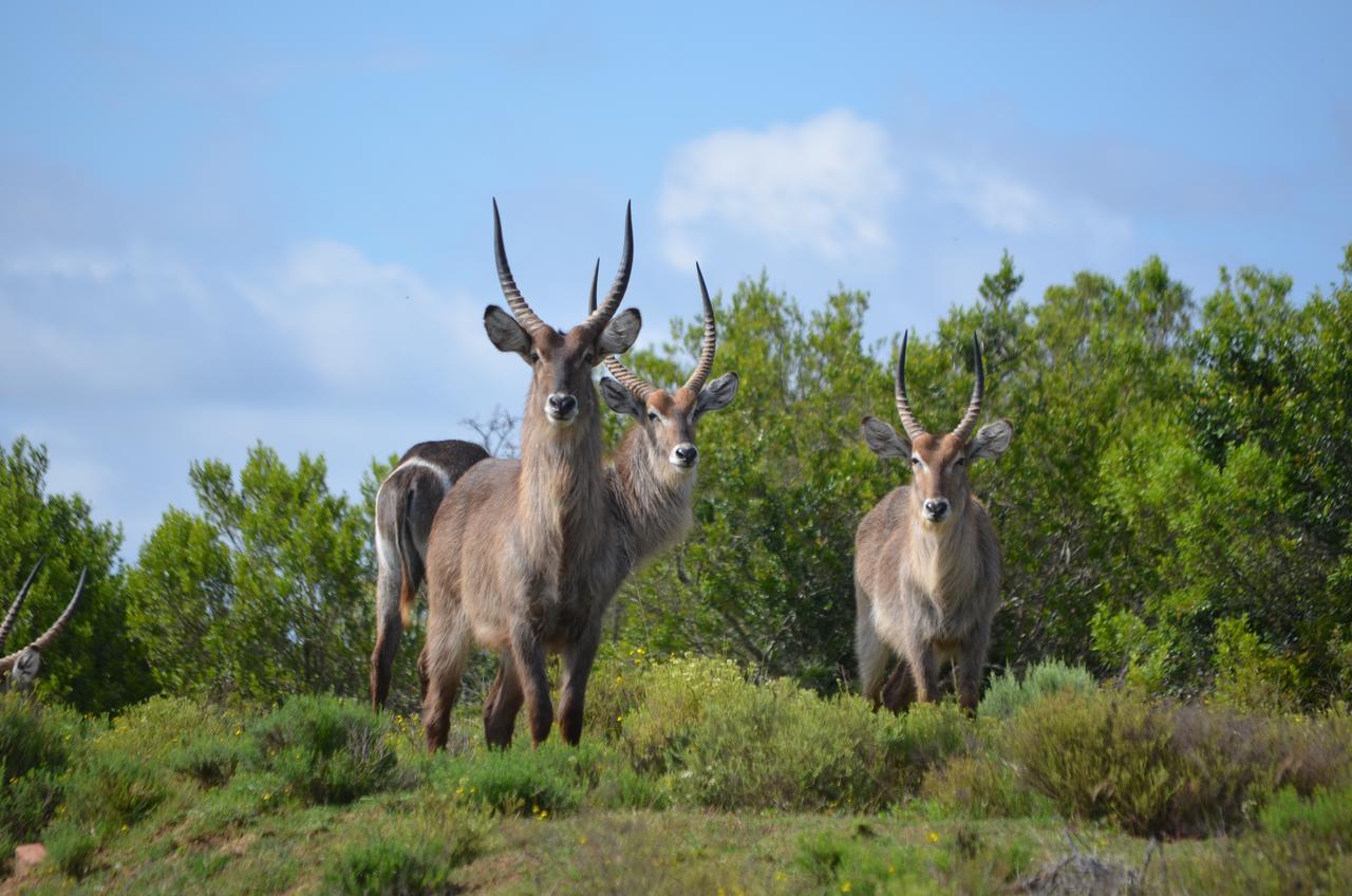 Lalibela Game Reserve Mark'S Camp Grahamstown Luaran gambar