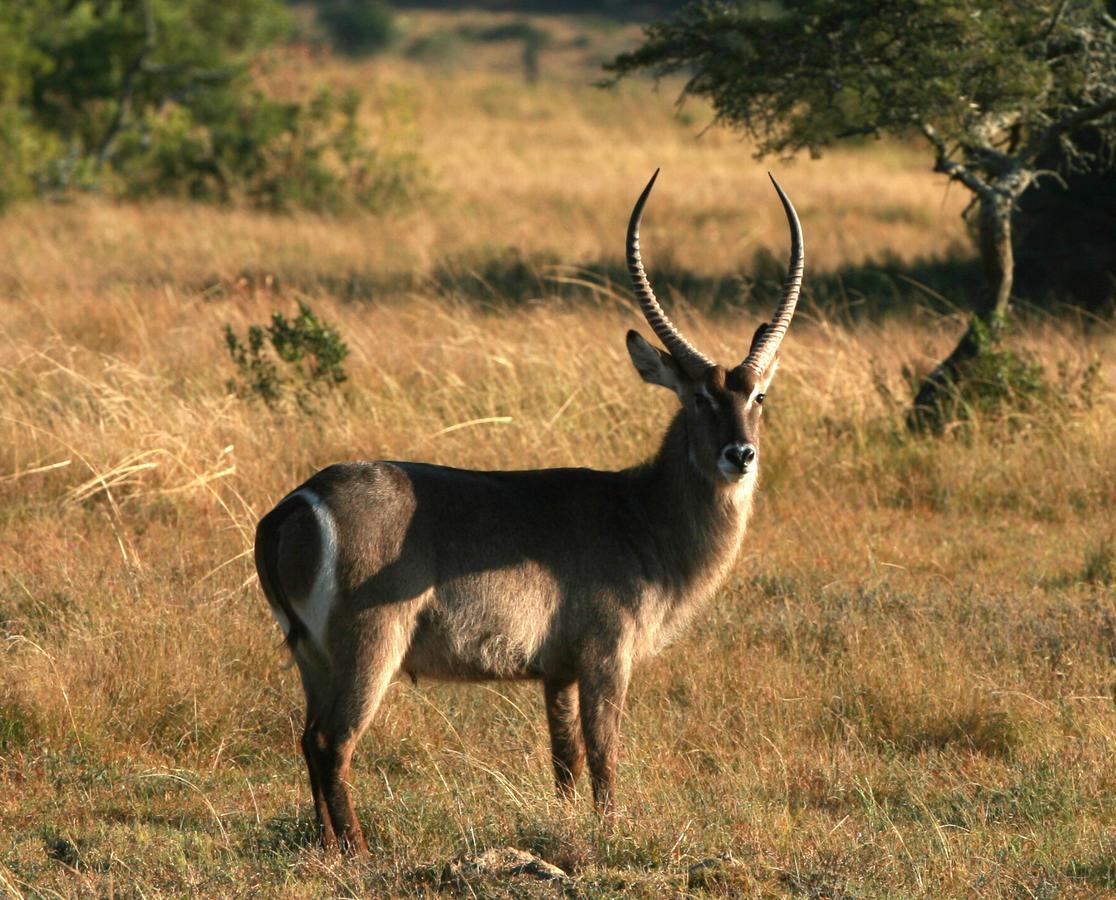 Lalibela Game Reserve Mark'S Camp Grahamstown Luaran gambar