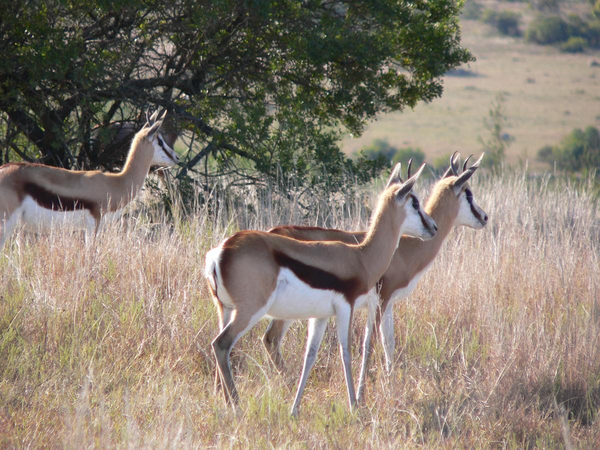 Lalibela Game Reserve Mark'S Camp Grahamstown Luaran gambar