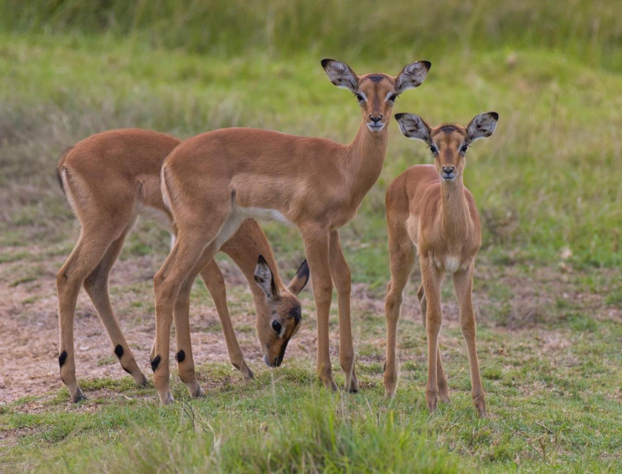 Lalibela Game Reserve Mark'S Camp Grahamstown Luaran gambar