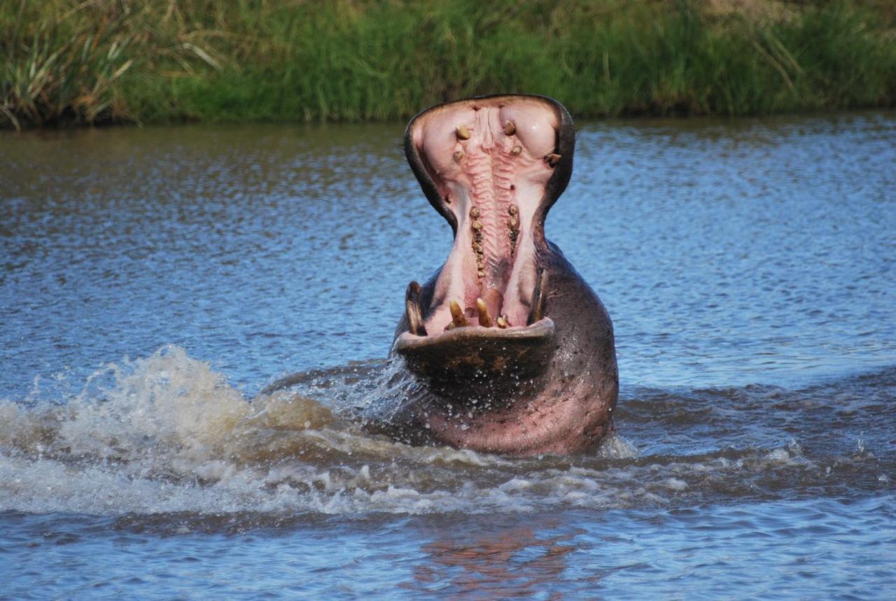 Lalibela Game Reserve Mark'S Camp Grahamstown Luaran gambar