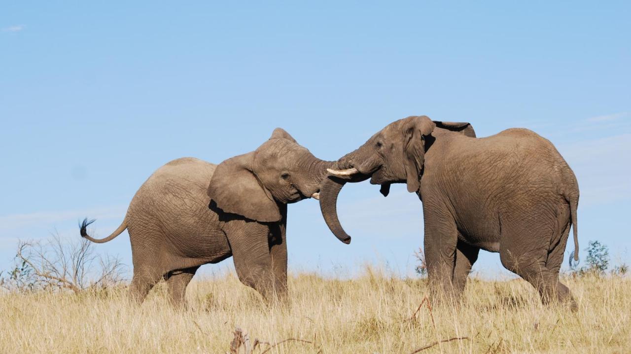 Lalibela Game Reserve Mark'S Camp Grahamstown Luaran gambar